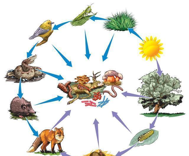 食物链中越上级的生物繁殖能力越弱是真的吗为什么