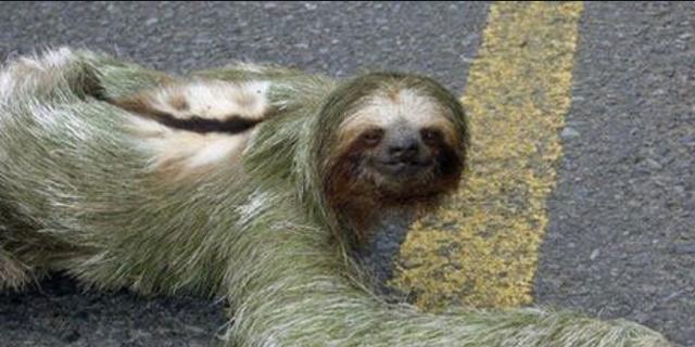 高度树栖的动物会在树上"空投粑粑"吗?