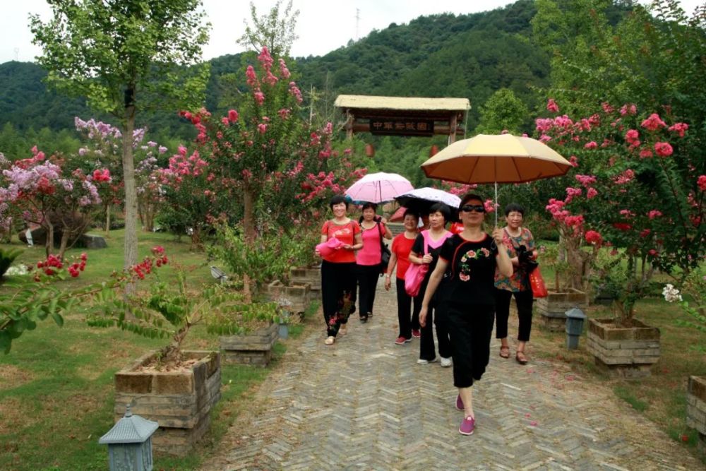 图为游客在石圳中华紫薇园赏紫薇.