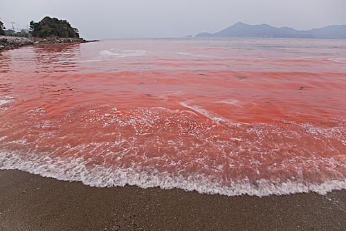 红海为什么是红的图片