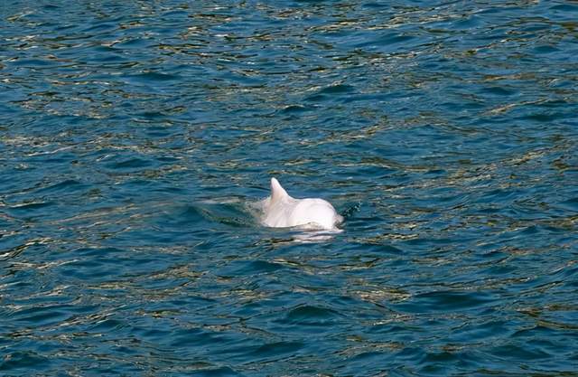 深圳盐田港海域喜现白海豚跳起轻盈优雅的舞姿