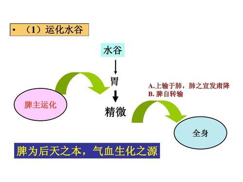 水谷之精微)先吸收出来,然后呢,把这些精华运输到我们身体的其他组织