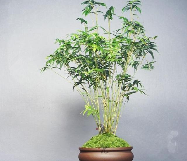 竹子盆栽应该如何修剪