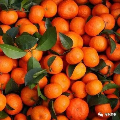 砂糖橘前途未卜 车厘子成了过街老鼠 腾讯新闻