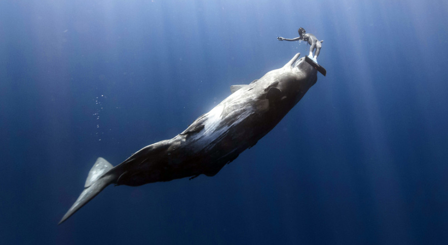 木卫二鲸鱼照片图片