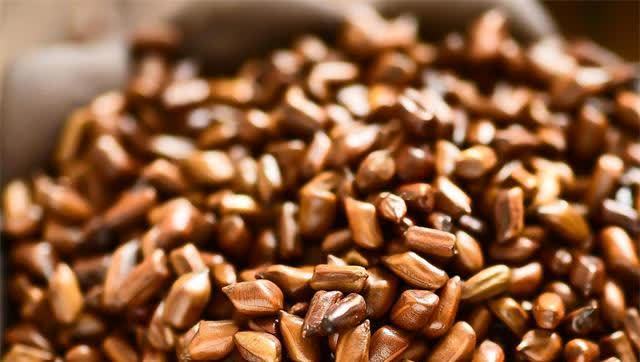 医生推荐的平和甘葛决当中含有相当丰富的决明子,枳椇子,葛根等养肝