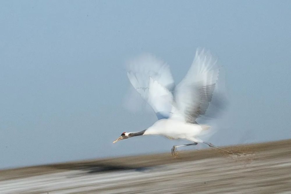 摄影:王 洁 《蹁跹袅娜》