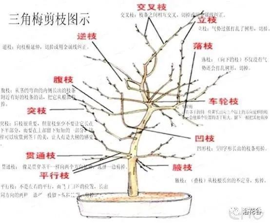 9,轮生枝:几个枝条自同一节上或很接近的地方,同时长出向四周放射状