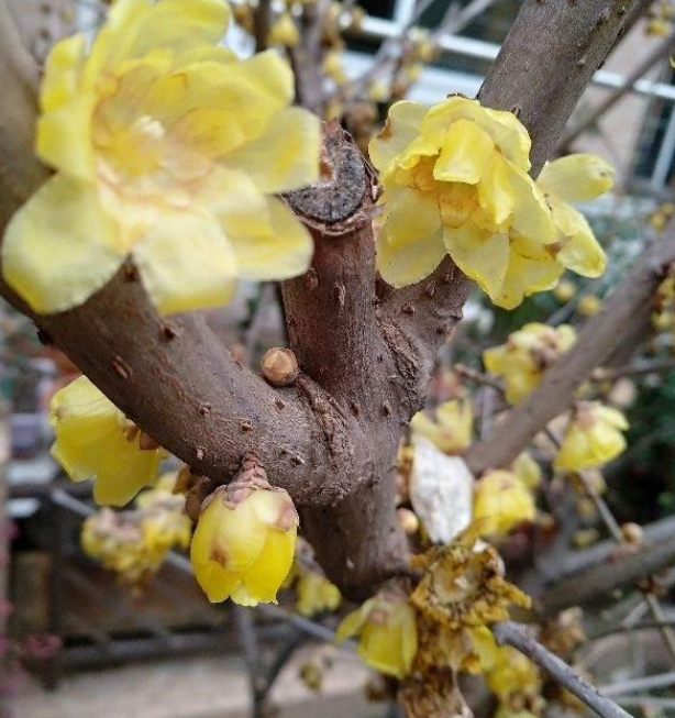 冬季养花选这5种越冷开花越多新手也能养