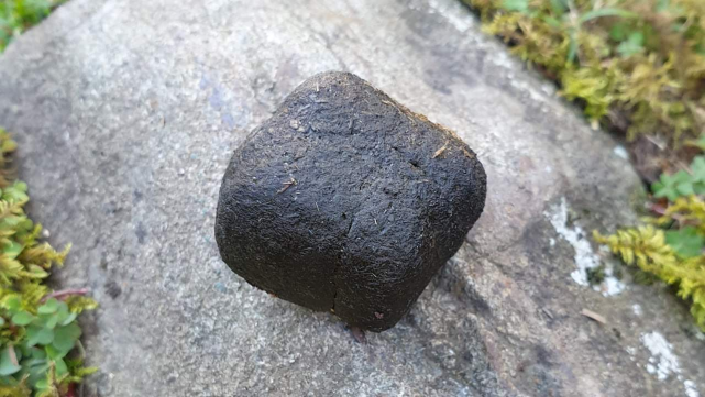 地球上独一无二的方形便便为什么树袋熊的便便是方形的