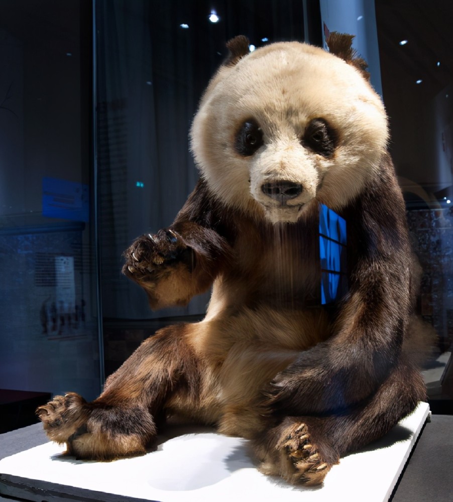 从猎杀到虐待大熊猫,他们死性从未改变_腾讯新闻