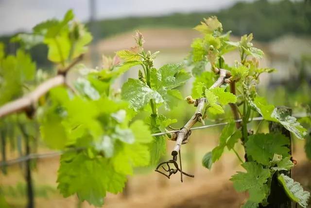 葡萄对氮的吸收从萌芽期开始,展叶和开花所需要的养分都从根系储存的