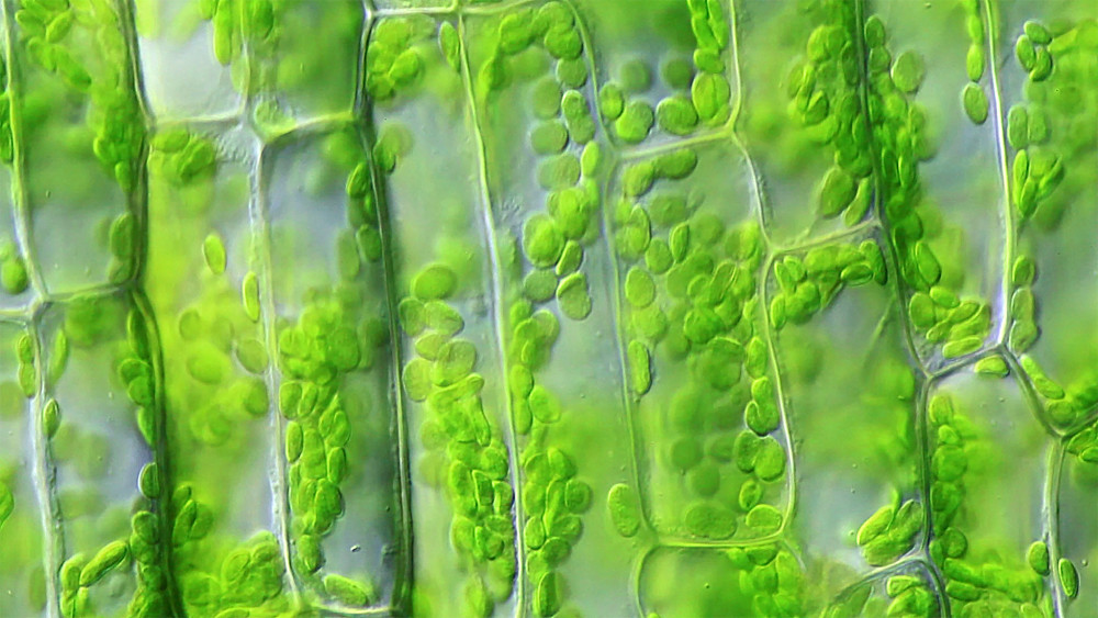 生命新发现不同种类的植物细胞可以交换细胞器