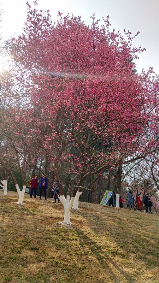 南寧石門公園櫻花已經盛開滿山遍野的花海錯過花期只能等明年