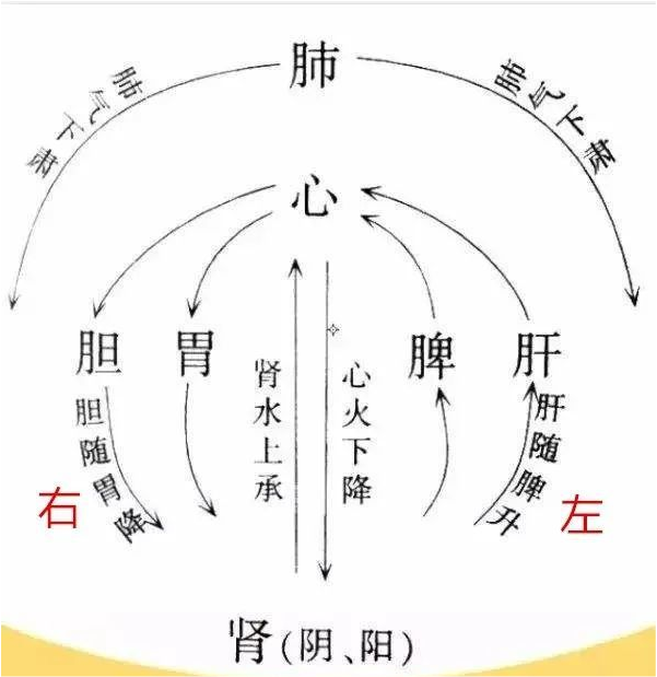 这张气机的升降图,我认为是学习复杂中医的一把钥匙,真正理解这张图