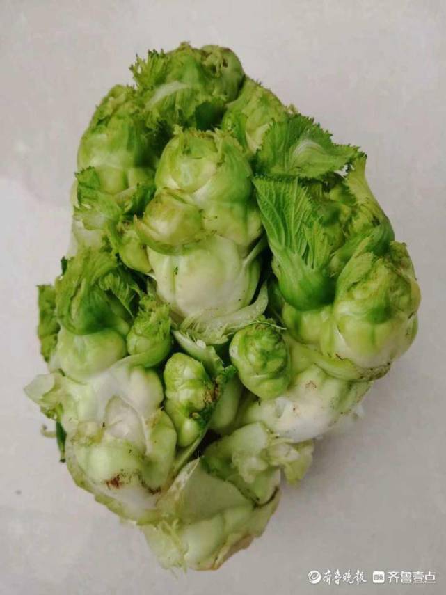 味道鲜美的爆炒儿菜做起来_腾讯新闻