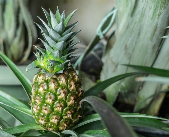 但实际上,菠萝因其果顶叶子有如凤尾,果肉香味似梨,也被称为凤梨.