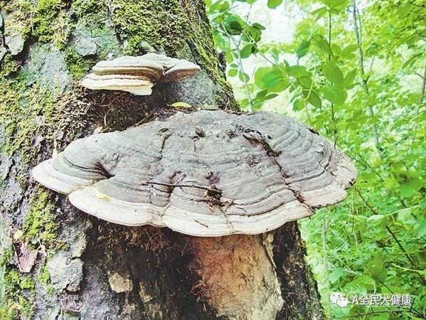 因为对造血干细胞的促进作用,因此灵芝能够有效减少放化疗对供血系统