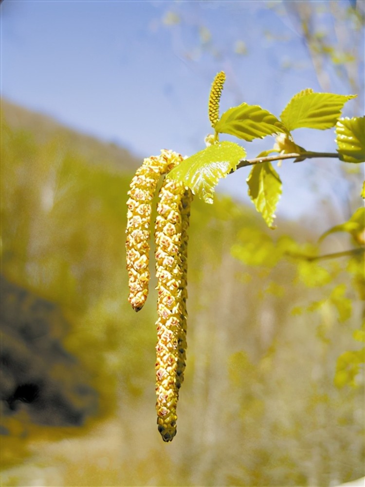 林草科普白桦穿越冰川期的白衣少年