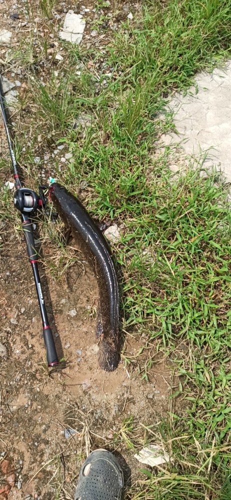 路亚黑鱼不咬蛙,分析有四种原因