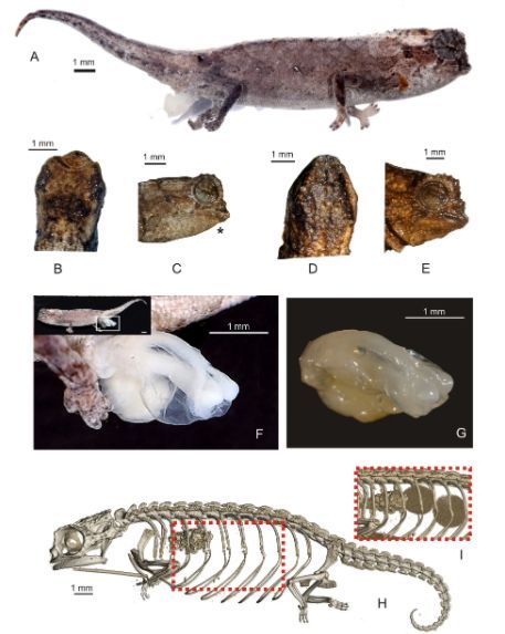 新发现的纳米变色龙是世界上已知最小的爬行动物