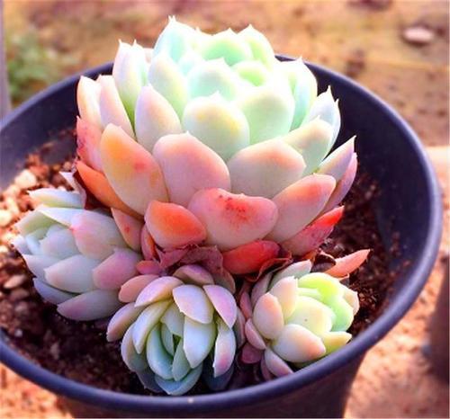 冰莓的养殖方法和注意事项