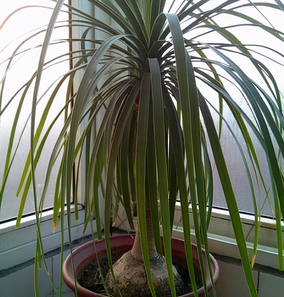 酒瓶兰盆栽,管控住此3点,懒人也能够养出漂亮大气的象腿树