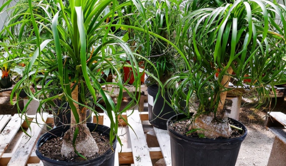 酒瓶兰盆栽,管控住此3点,懒人也能够养出漂亮大气的象腿树