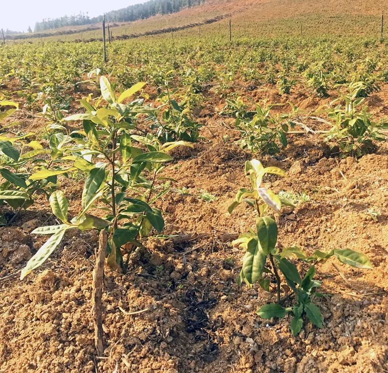 一株白茶带富一村人 探秘新余 甜蜜小镇 的白茶产业 腾讯新闻