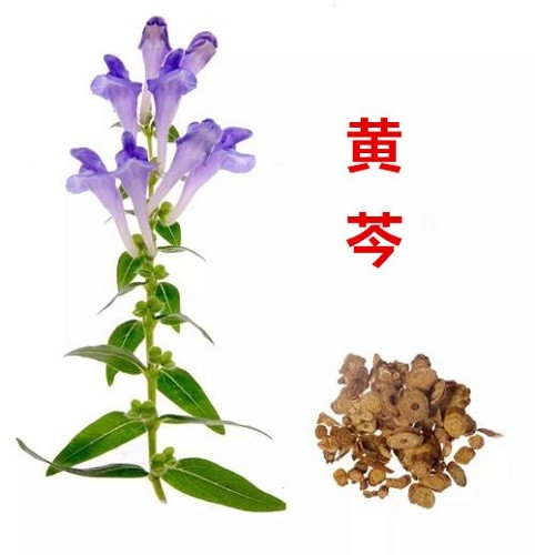 老前辈刘渡舟先生治疗肝病的《加味柴胡汤》,十味中药功效显著