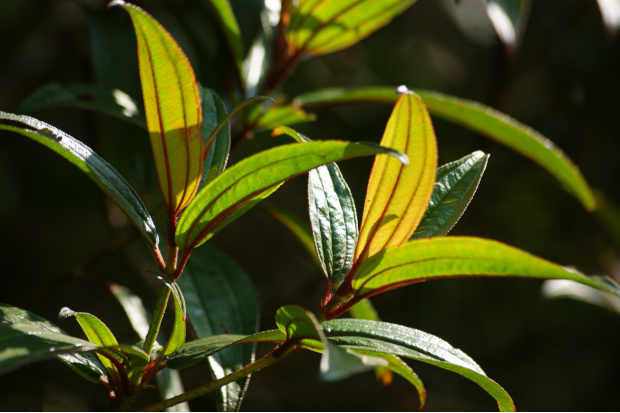 荒野维生野菜系列——毛稔_腾讯新闻