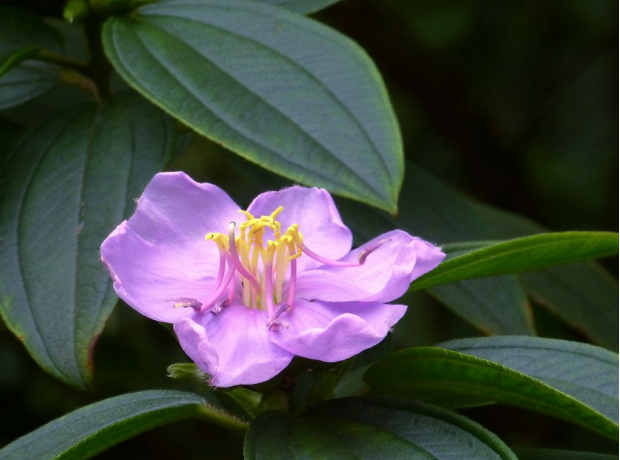 荒野维生野菜系列——毛稔_腾讯新闻
