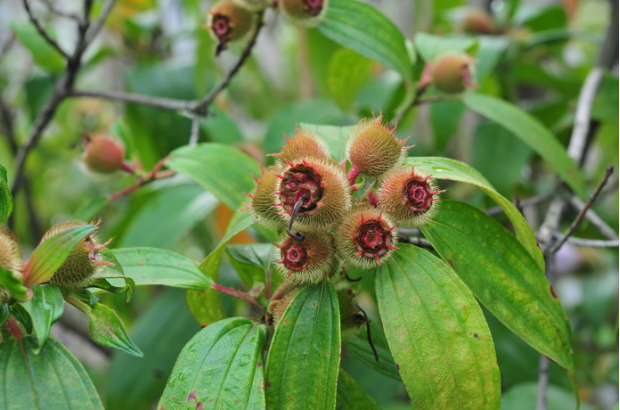 荒野维生野菜系列——毛稔_腾讯新闻