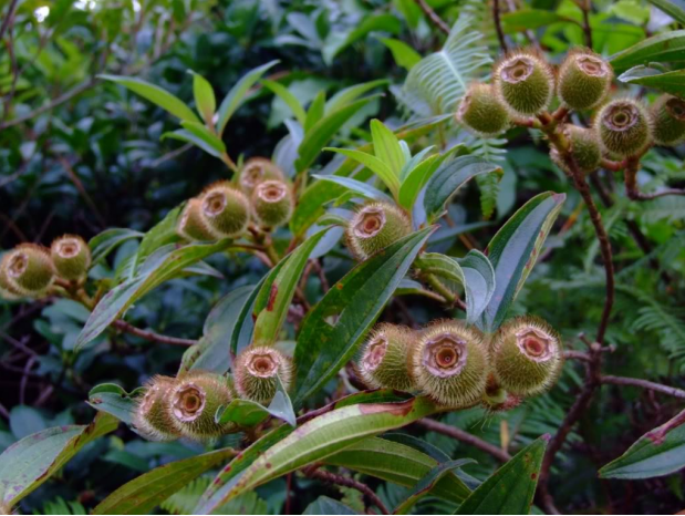 荒野维生野菜系列——毛稔_腾讯新闻