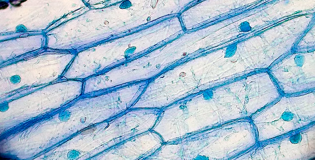 细胞是什么?细胞激活填充可靠吗?