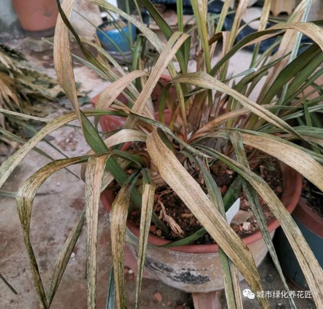 第一次养大花蕙兰,兰花养成了干枯茅草,信心倍受打击