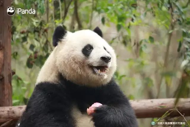 好好的大熊貓,怎麼變成