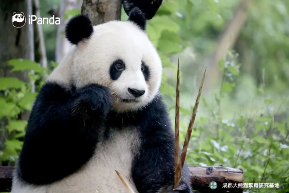 好好的大熊猫怎么变成包子了