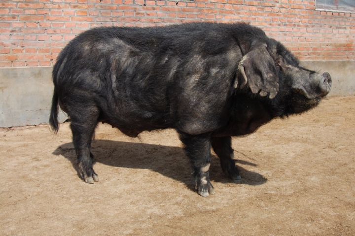 1成华猪(濒临灭绝)在座的各猪除了中国猪的味道,我不是针对某个人,我