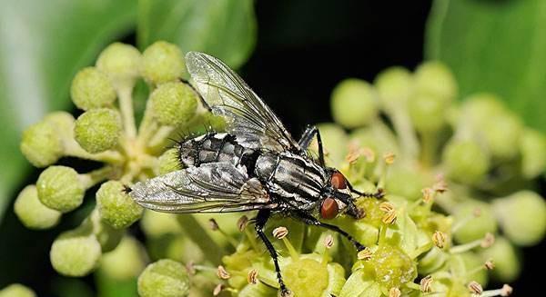 为什么小小的苍蝇能躲过白垩纪末期的恐龙大灭绝?