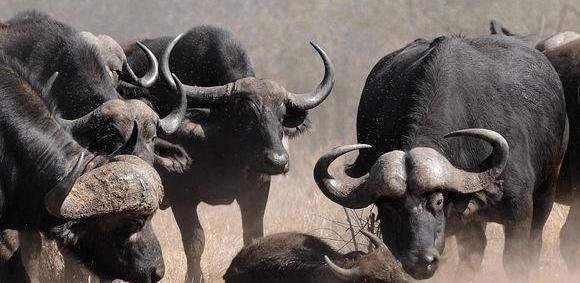 为什么群居食草动物不抱团攻击狮子和老虎反而是四散而逃