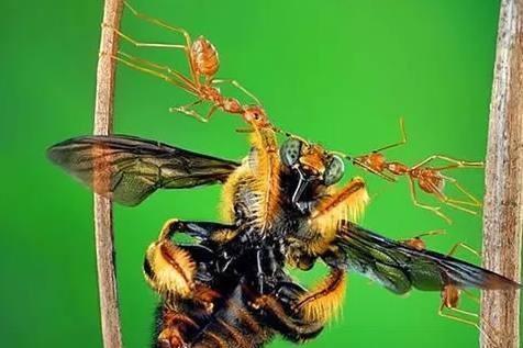 把成年人的身高缩小100倍后与蚂蚁拔河谁能赢