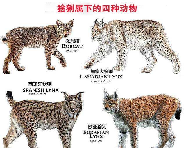 猞猁能打过豹子吗为什么