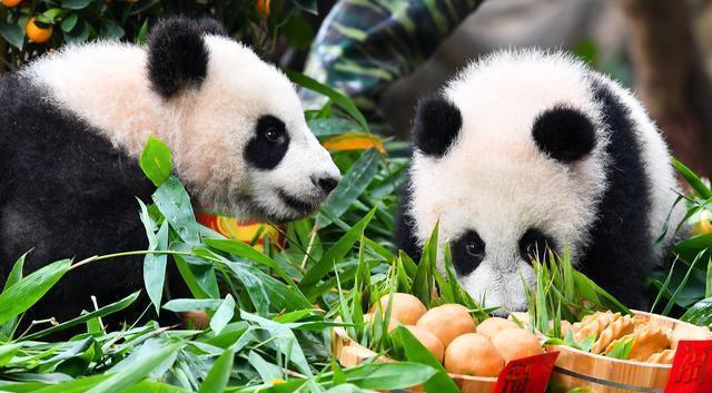 大熊猫的食性在许多小伙伴的印象当中,大熊猫就是吃竹子的动物,再加上