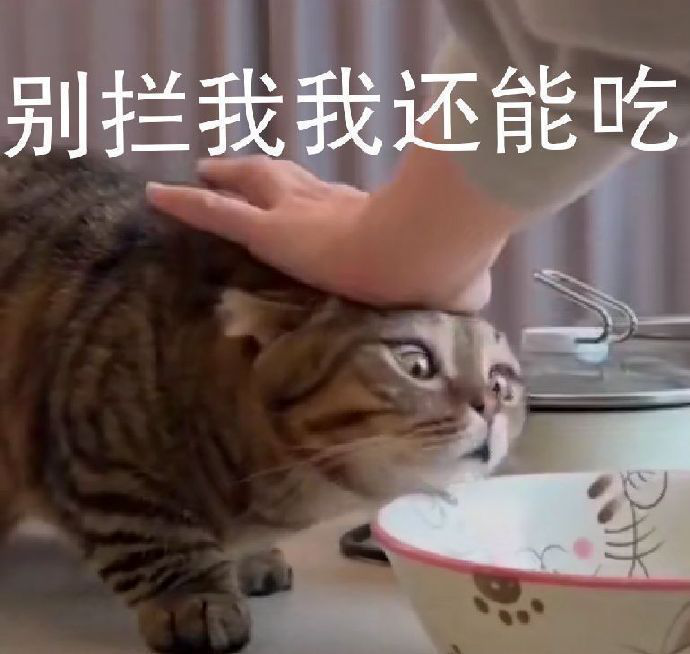 沙雕又可爱的朋友圈文案表情