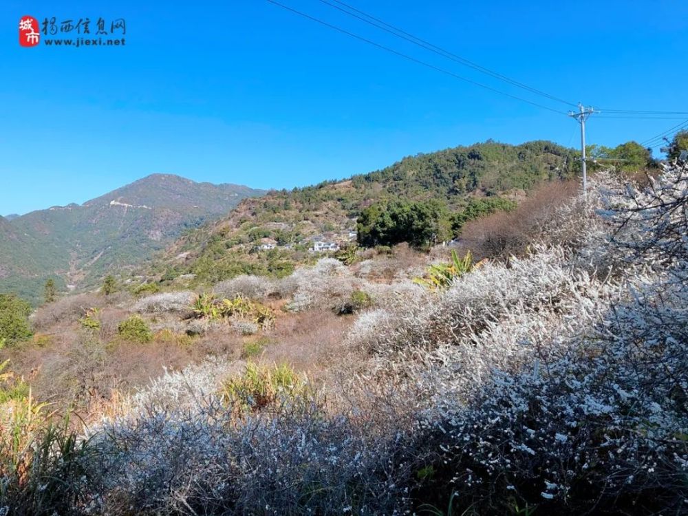 太美了揭西良田乡满山李花已经盛开赶快来打卡吧