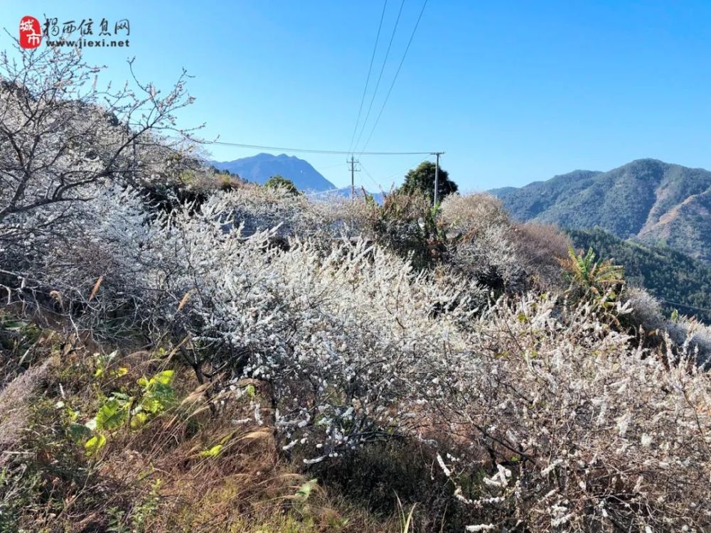 太美了揭西良田乡满山李花已经盛开赶快来打卡吧