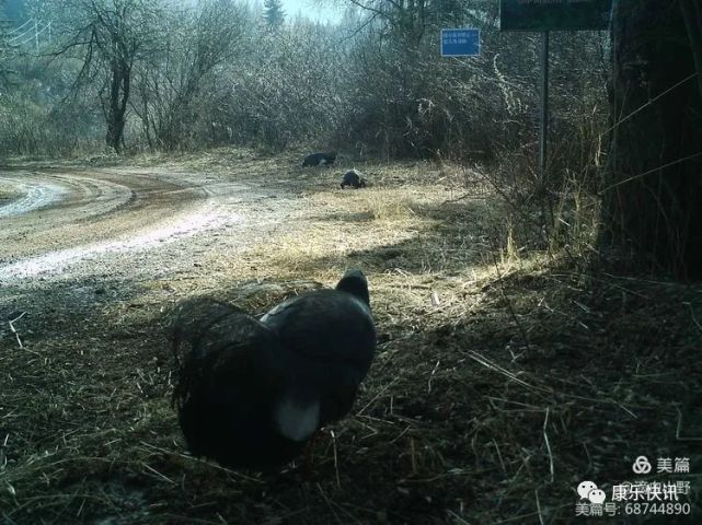 红外线相机拍摄康乐县莲花山保护区野生动物亮相