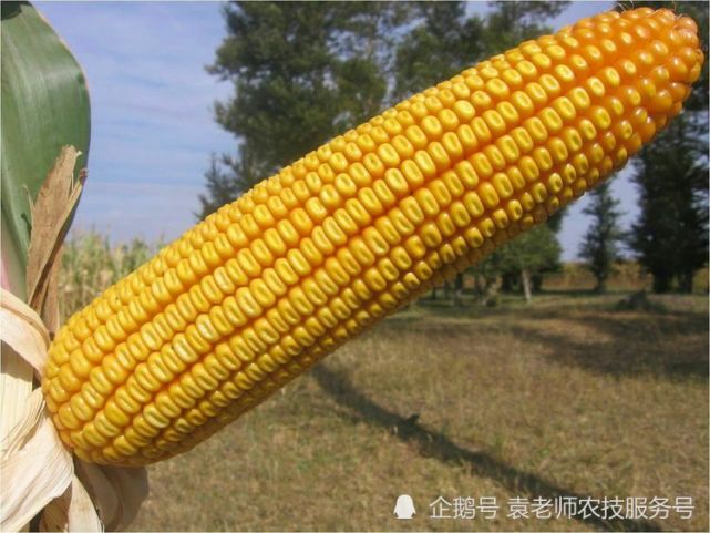 品种简介优迪919是由吉林省鸿翔农业集团鸿翔种业有限公司选育的玉米