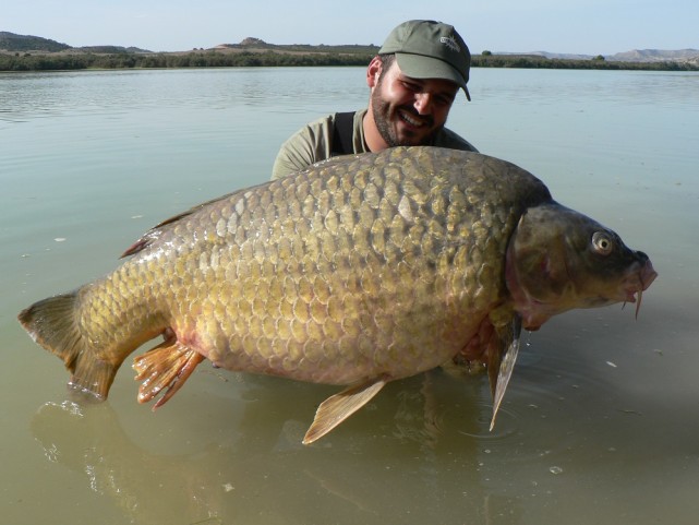 鯉魚的,魚鱗呈金色,有光澤,體側的兩條黑線(魚的聽覺器官)特別清楚,有